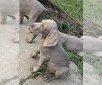 Small Photo #12 Weimaraner Puppy For Sale in WHITE HALL, AR, USA