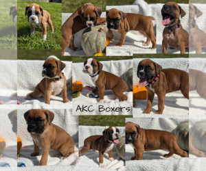 Boxer Litter for sale in GOSHEN, IN, USA