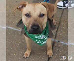 Labrador Retriever-Unknown Mix Dogs for adoption in Washington, DC, USA