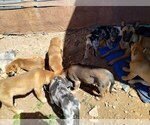 Small Photo #10 Border-Aussie Puppy For Sale in LOS LUNAS, NM, USA