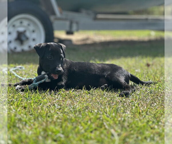 Medium Photo #6 Labrador Retriever-Unknown Mix Puppy For Sale in Garner, NC, USA
