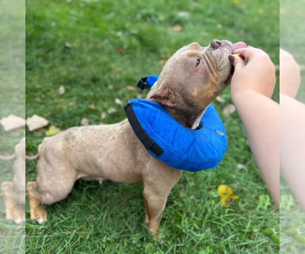 Medium Photo #3 Bulldog Puppy For Sale in Muskegon, MI, USA
