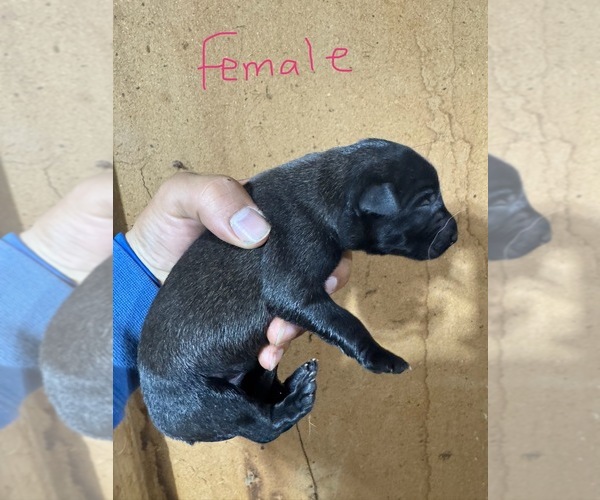 Medium Photo #10 Belgian Malinois Puppy For Sale in MENASHA, WI, USA
