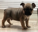 Small Photo #13 French Bulldog Puppy For Sale in ELK GROVE, CA, USA