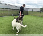 Small #2 Great Dane