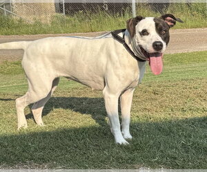 Mutt Dogs for adoption in Evansville, IN, USA