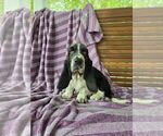 Puppy Posey Basset Hound