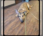 Small #5 German Shepherd Dog