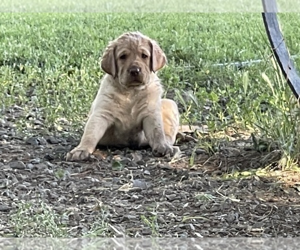 Medium Photo #1 Labrador Retriever Puppy For Sale in BROWNS VALLEY, CA, USA