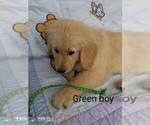 Small Photo #11 Golden Retriever Puppy For Sale in WARRENSBURG, MO, USA