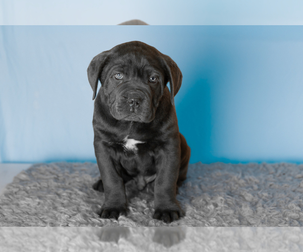 Medium Photo #4 Cane Corso Puppy For Sale in BOURBON, IN, USA