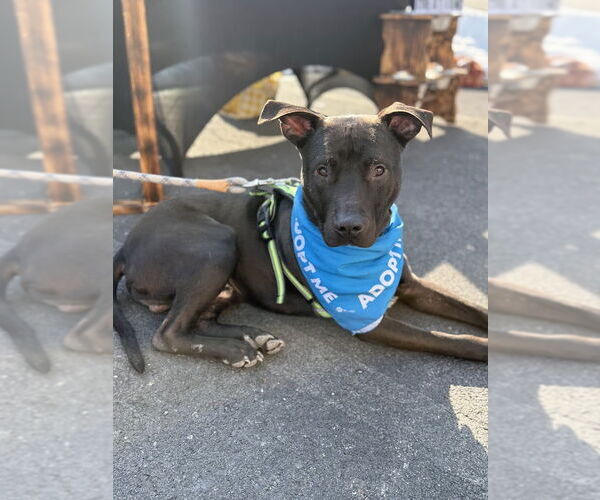 Medium Photo #5 American Staffordshire Terrier-Unknown Mix Puppy For Sale in Shermans Dale, PA, USA