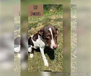 Labrador Retriever-Unknown Mix Dogs for adoption in Woodbury, NY, USA