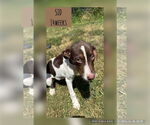 Small Labrador Retriever Mix