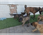 Small #3 Belgian Malinois-Dutch Shepherd Dog Mix