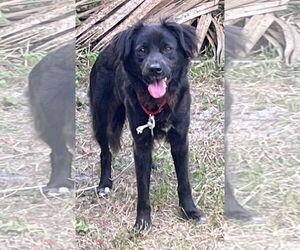 Border Collie-Unknown Mix Dogs for adoption in Oviedo, FL, USA