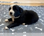Small #4 Australian Shepherd