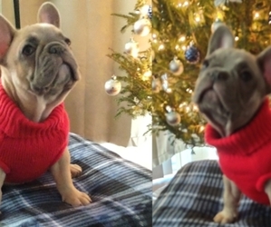 French Bulldog Puppy for sale in TALLAHASSEE, FL, USA