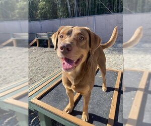 Labrador Retriever-Unknown Mix Dogs for adoption in Palmetto, FL, USA