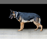 Small Photo #16 German Shepherd Dog Puppy For Sale in YELM, WA, USA