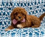Small Photo #14 Cavapoo-Poodle (Toy) Mix Puppy For Sale in LAKELAND, FL, USA