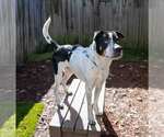 Small #2 Boxer Mix