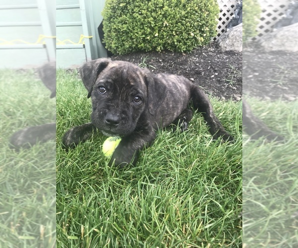 Medium Photo #1 Cane Corso Puppy For Sale in WESTFIELD, IN, USA