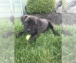 Small Photo #1 Cane Corso Puppy For Sale in WESTFIELD, IN, USA