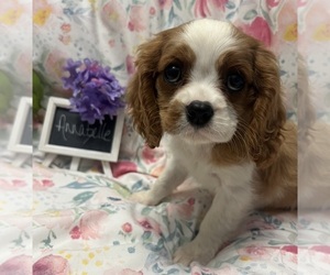 Cavalier King Charles Spaniel Puppy for Sale in ABILENE, Texas USA