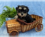Small #8 Havanese