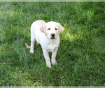 Bubbles - Female Labrador Retriever Puppy for Sale - Photo #6