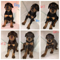Doberman Pinscher Puppy for sale in GASTONIA, NC, USA