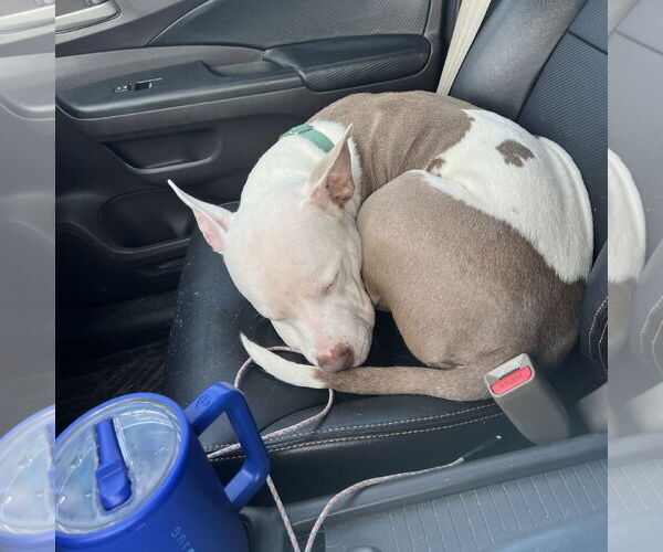 Medium Photo #22 American Pit Bull Terrier Puppy For Sale in Fargo, ND, USA