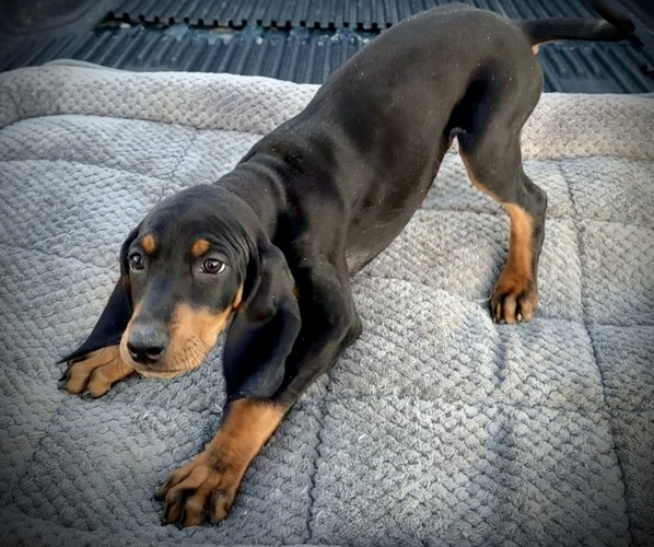 Medium Photo #3 Black and Tan Coonhound-Bluetick Coonhound Mix Puppy For Sale in OAK HILLS, CA, USA
