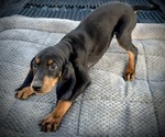 Small Photo #30 Black and Tan Coonhound-Bluetick Coonhound Mix Puppy For Sale in OAK HILLS, CA, USA
