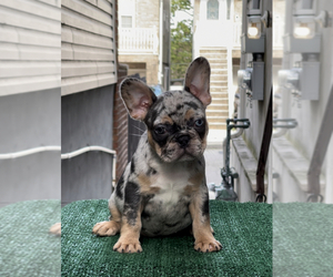 French Bulldog Puppy for Sale in WEST NEW YORK, New Jersey USA