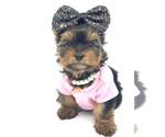 Small Photo #3 Yorkshire Terrier Puppy For Sale in CORAL SPRINGS, FL, USA