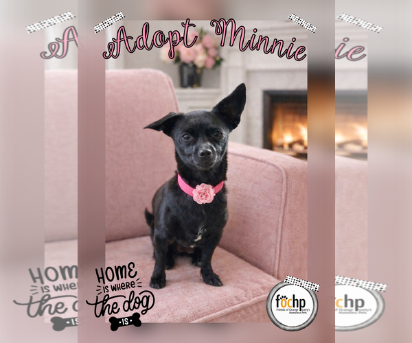 Medium Photo #1 Chihuahua Puppy For Sale in Menifee, CA, USA