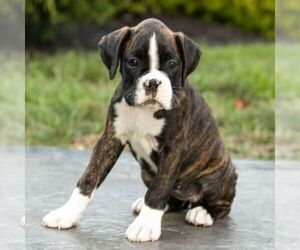 Boxer Puppy for sale in HONEY BROOK, PA, USA
