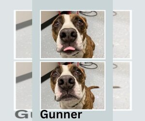 American Staffordshire Terrier-Boxer Mix Dogs for adoption in Pierceton , IN, USA