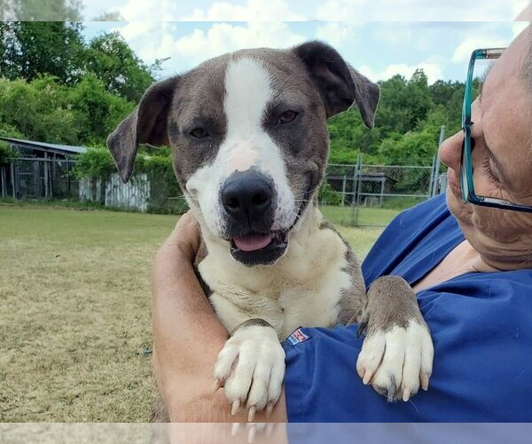 Medium Photo #4 Catahoula Leopard Dog-Unknown Mix Puppy For Sale in Anniston, AL, USA