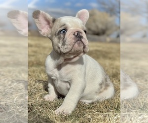 French Bulldog Puppy for sale in COLORADO SPRINGS, CO, USA