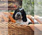 Puppy Black English Springer Spaniel