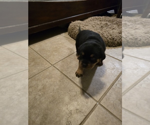 Medium Photo #9 Rottweiler Puppy For Sale in SARASOTA, FL, USA