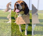 Small #2 Beagle
