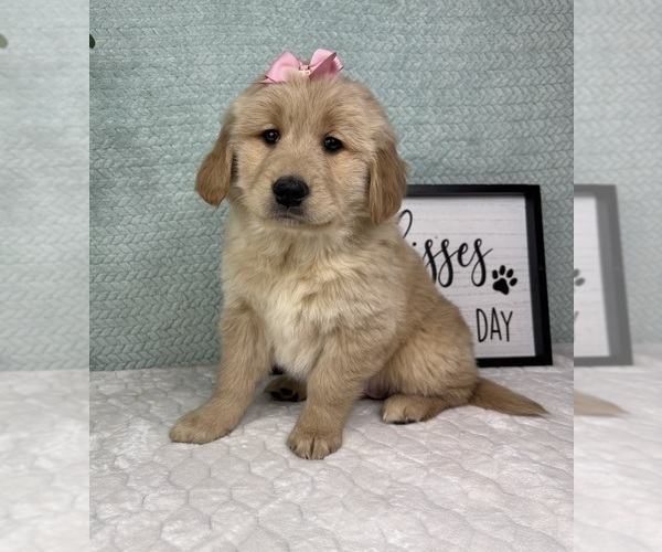 Medium Photo #5 Golden Retriever Puppy For Sale in FRANKLIN, IN, USA
