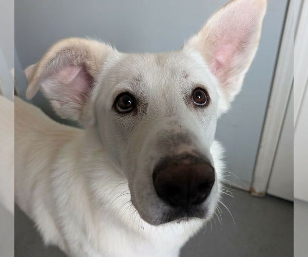 Medium Photo #1 Labsky Puppy For Sale in Plainfield, IL, USA