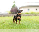 Small Photo #9 Miniature Pinscher Puppy For Sale in WARSAW, IN, USA