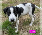 Small #1 Border Collie Mix