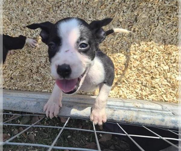 Medium Photo #1 Siberian Husky-Unknown Mix Puppy For Sale in Houston, TX, USA